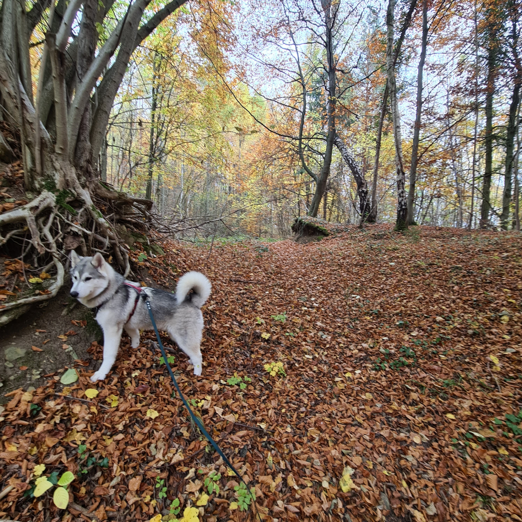 Husky im Herbstwald